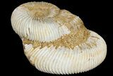 Pair Of Ammonite (Perisphinctes) Fossils - Jurassic #133844-1